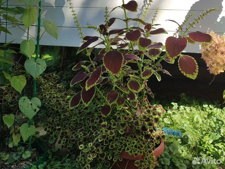 Колеус (крапивка)