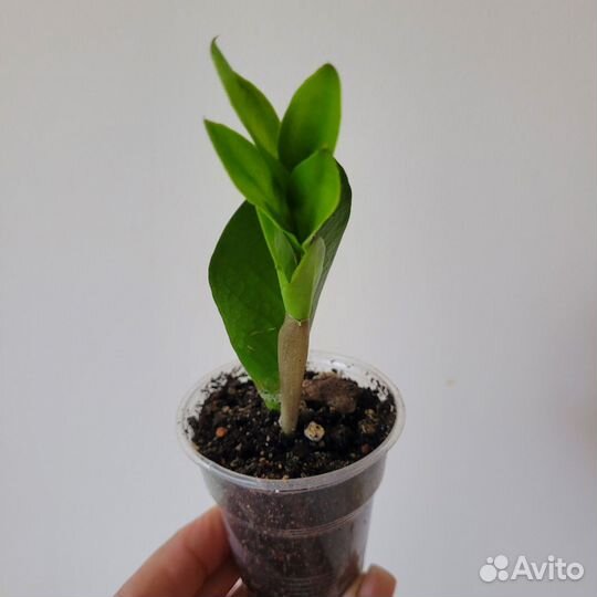 Замиокулькас долларовое дерево