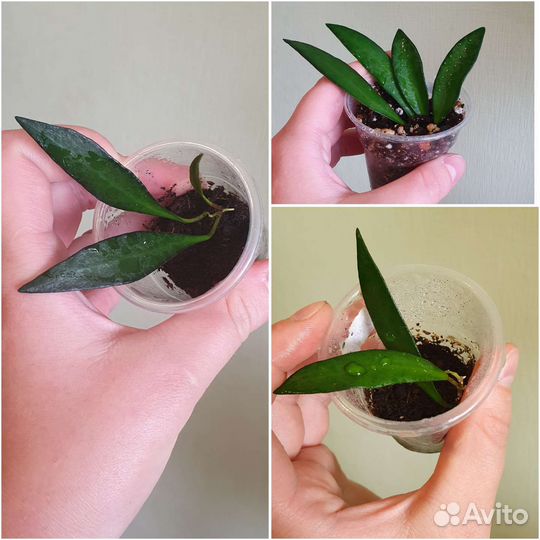 Обновлено. Хойя разные укоренённые черенки