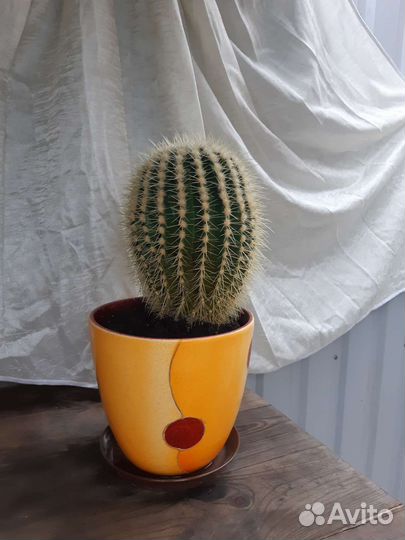 Большой кактус