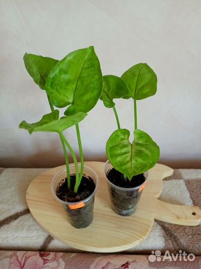 Сингониумы