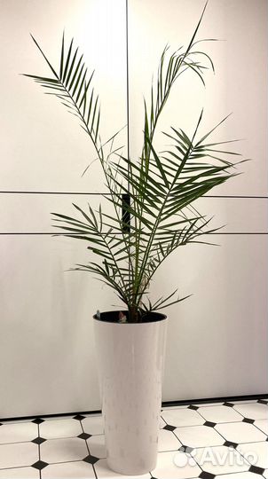 Пальмы : Хамеропс, Финик Канарский. Фикус Лирата