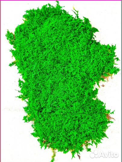 Стабилизированный мох ковер ягель кочка
