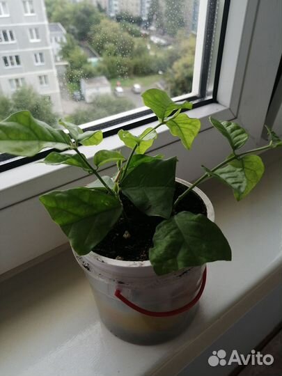 Жасмин