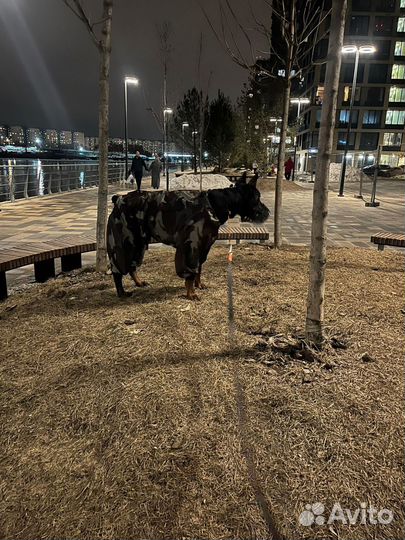 Выгул собак