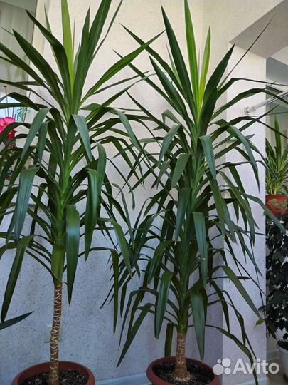 Спатифиллум, Пальма юкка