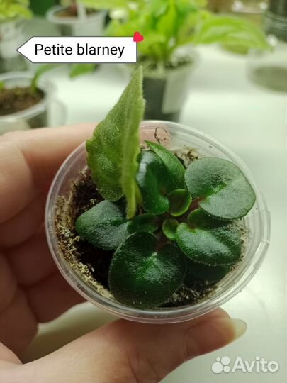 Фиалки мини