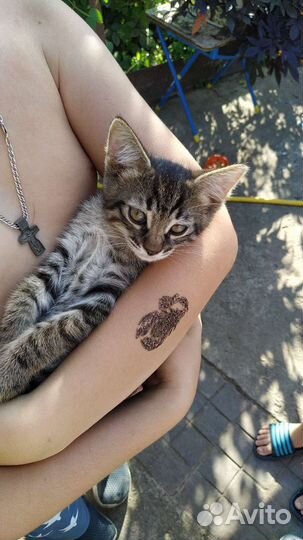 Котенок Перчик