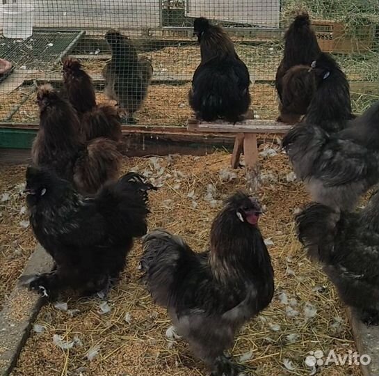 Красивую птицу на каждое подворье