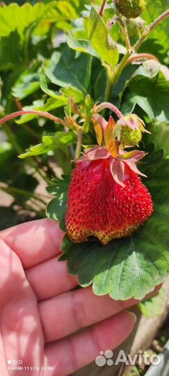 Саженцы клубники