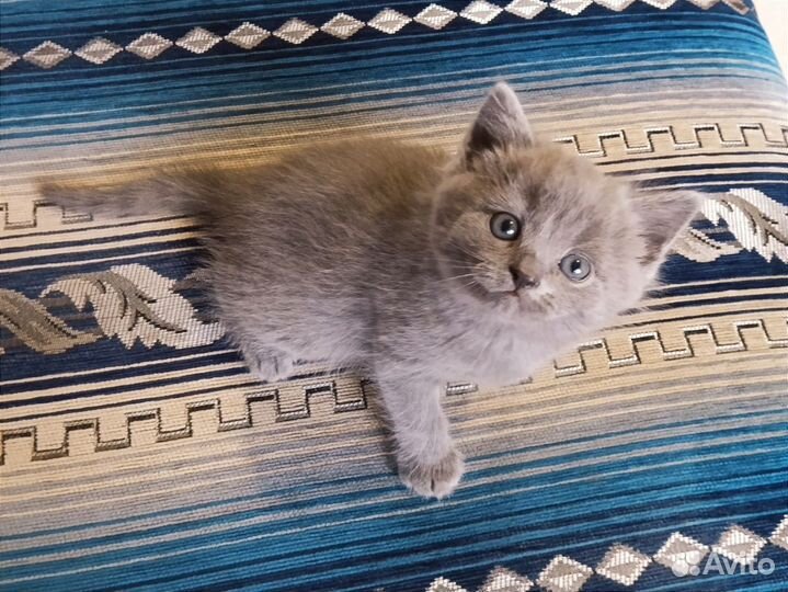 Плюшевый британский котенок