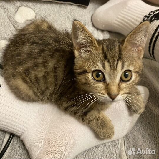 Котята в добрые руки мальчик