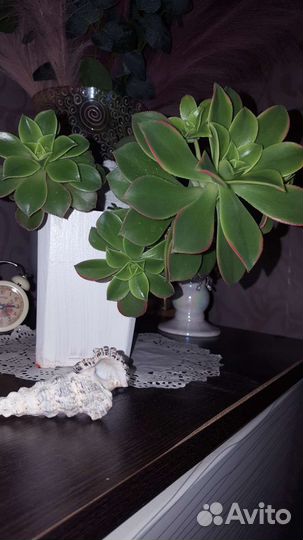 Эониум киви