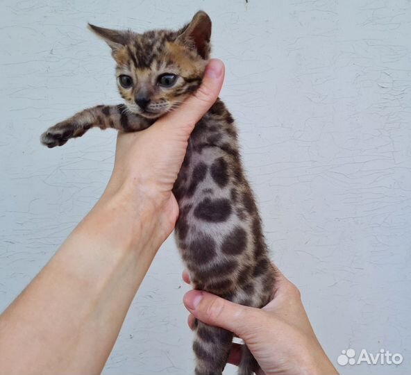 Бенгальские кошечки