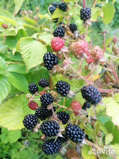 Ежевика саженцы, зимостойкая