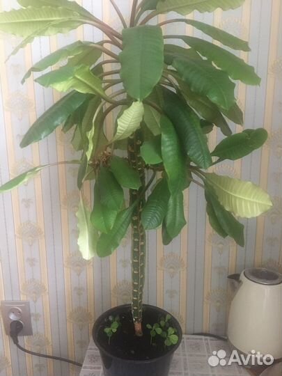 Малочай гребенчатый 1метр.1600