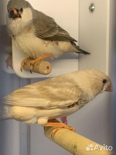 Зебровые амадины