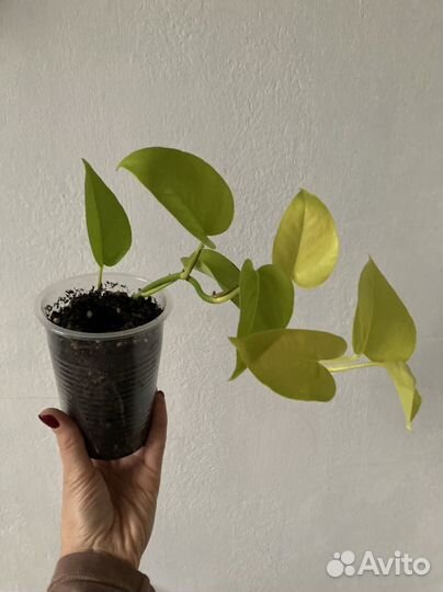 Отростки комнатных цветов