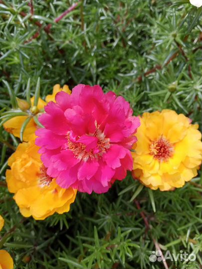 Портулак семена