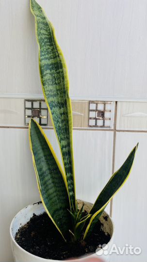 Сансевиерия