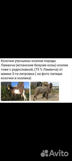 Козы и козлик