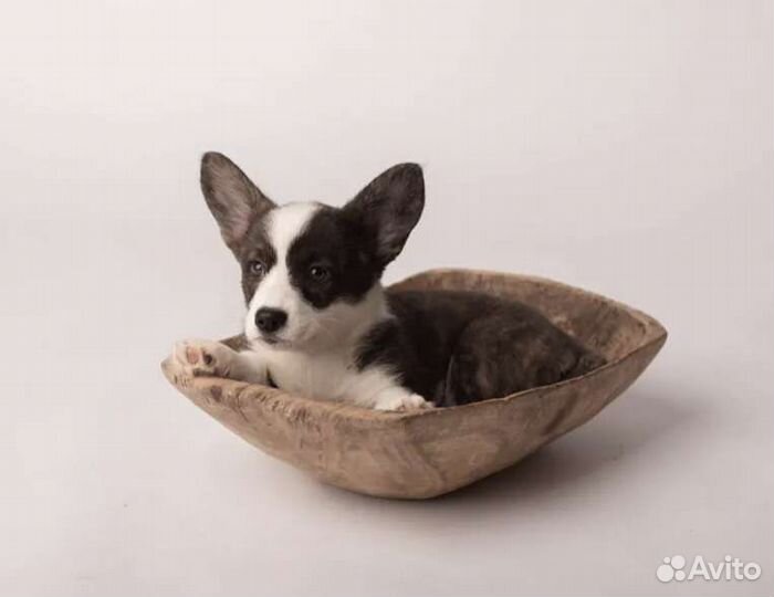 Вельш-корги кардиган