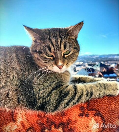 Эти глаза напротив. В поисках счастья