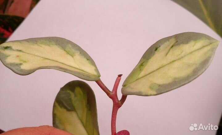 Хойя Аргентия принцесс