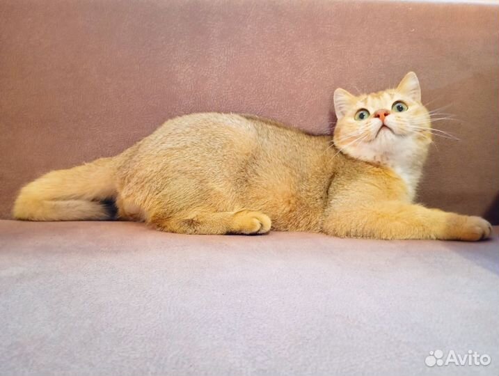 Шотландский котенок шоколадное золото