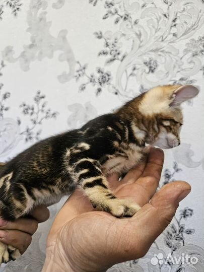 Бенгальские котята