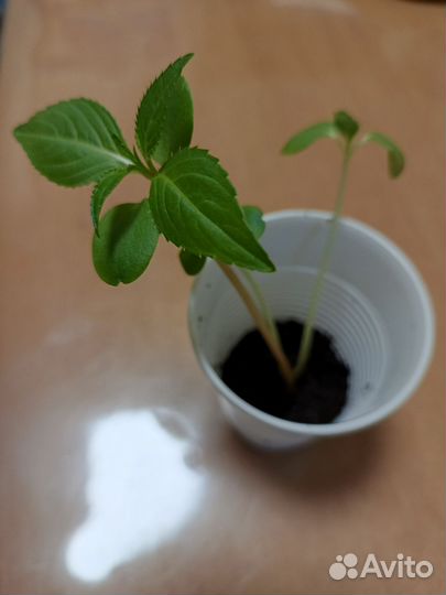 Продам рассаду комнатных растений