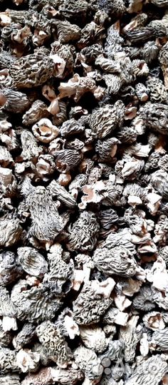 Гриб сморчок