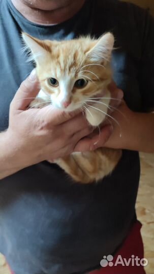 Кошка в дар