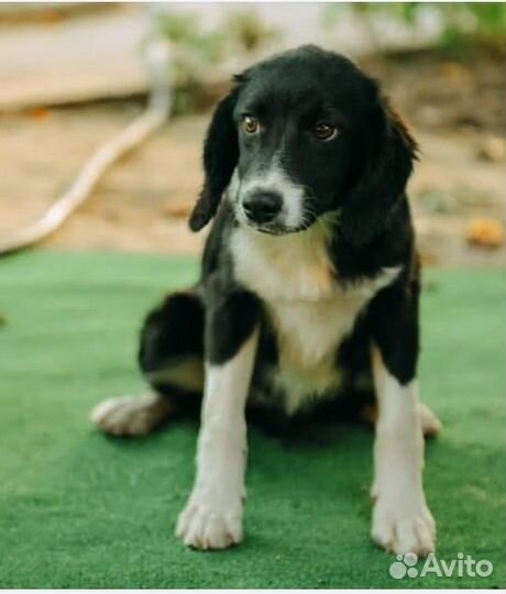 Собаки/щенки в добрые руки