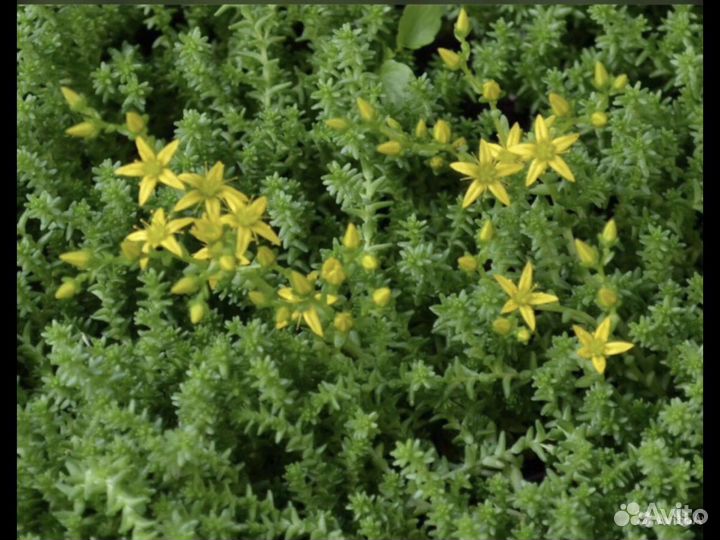 Неприхотливые многолетники Седумы (очиток)