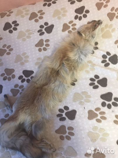 Продам шкуру лисы