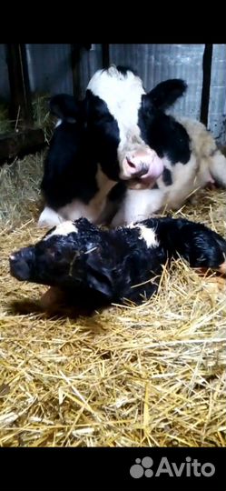Телята (бычки и тёлочки)
