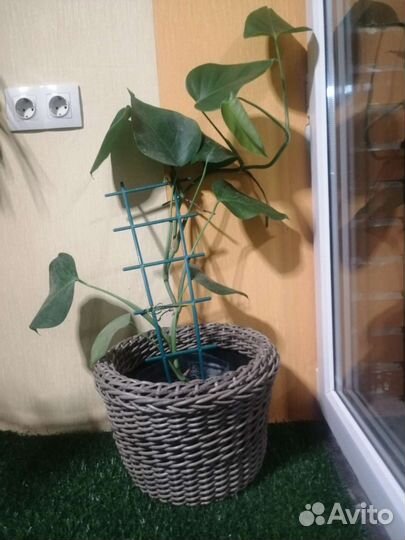 Монстера, бегония и др. комнатные цветы