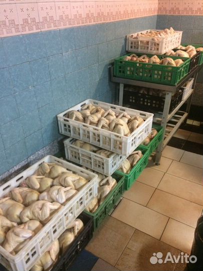 Мясо домашней курицы