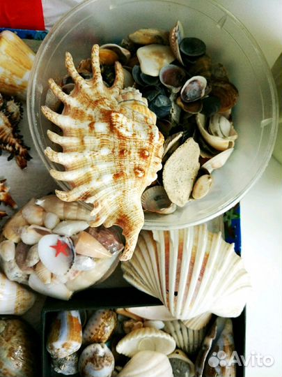 Раковины морские. Большая коллекция