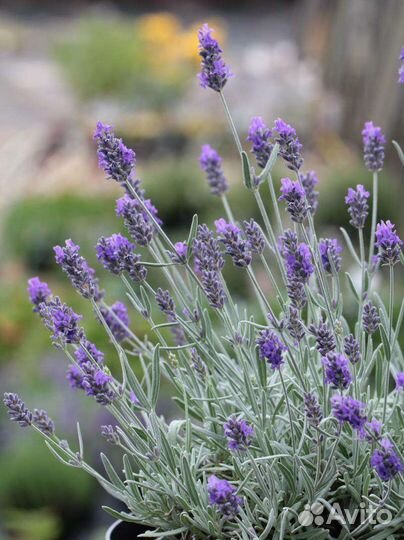 Лаванда