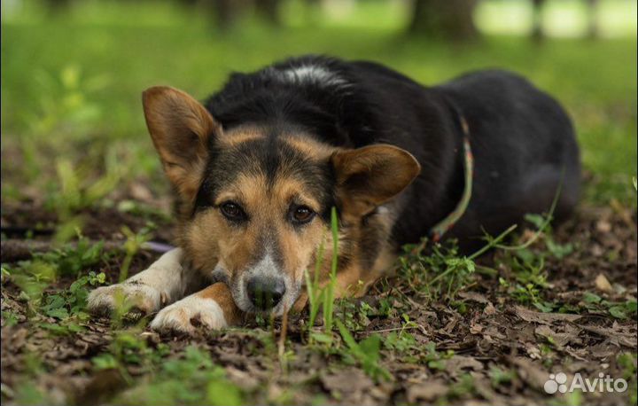 Собака в добрые руки