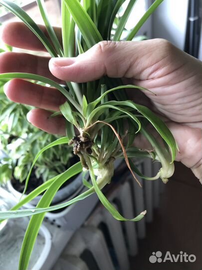 Хлорофитум