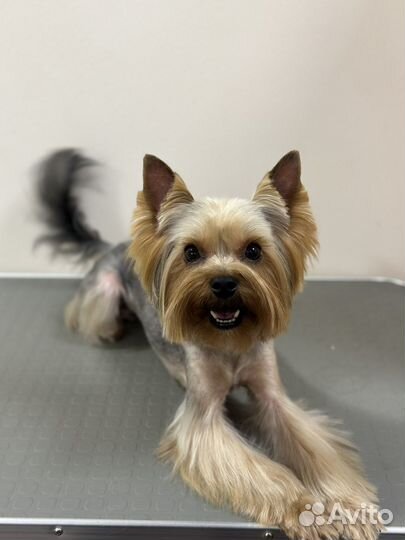 Стрижка собак на дому