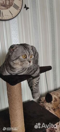 Котёнок Британец