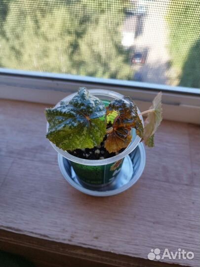 Бегония Гриффон