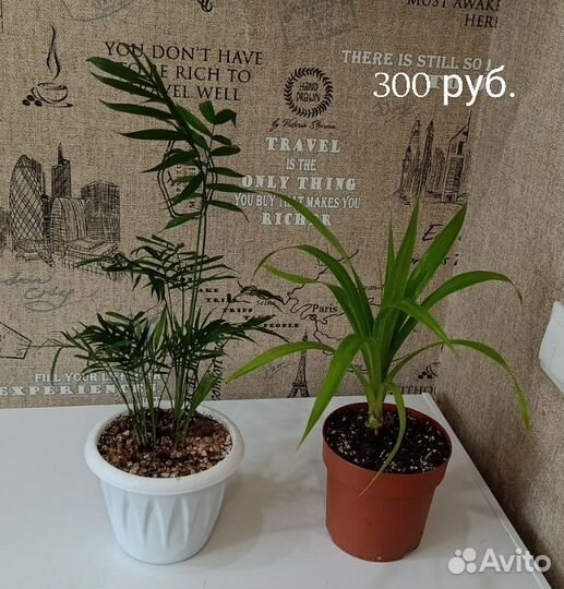 Комнатные растения