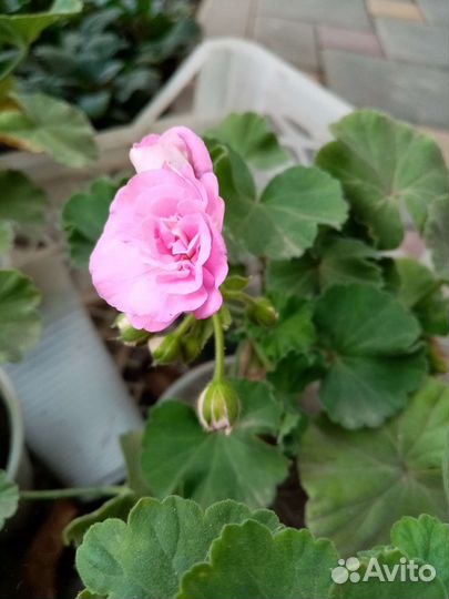 Пеларгония герань