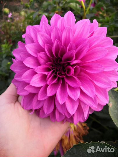 Георгины клубни