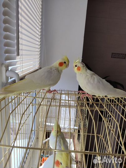 Попугай корелла